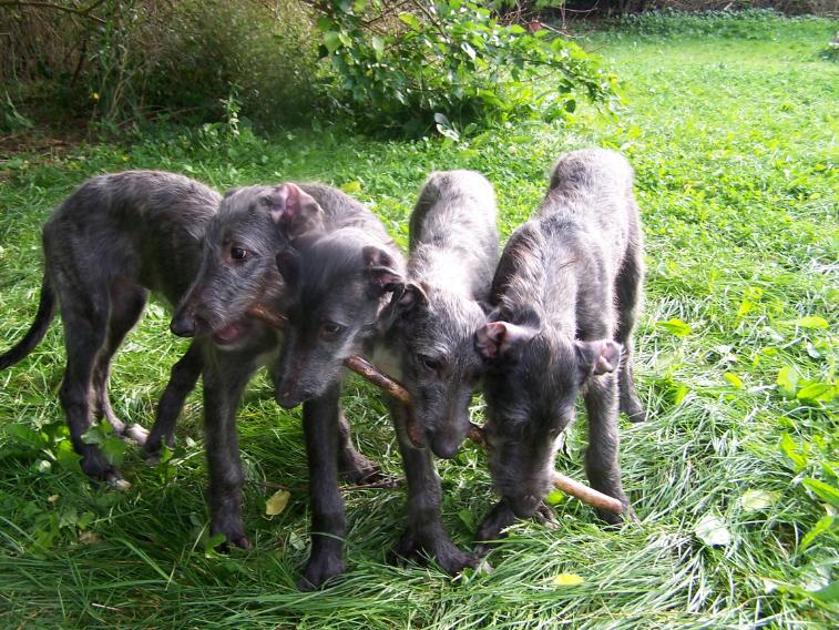 Deerhound dogs 2024 for sale